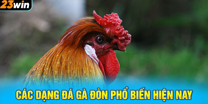 Các dạng đá gà đòn phổ biến hiện nay