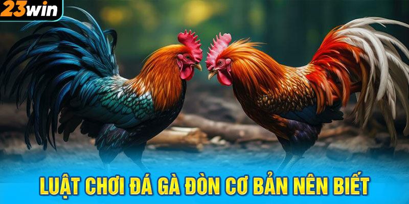 Luật chơi đá gà đòn cơ bản nên biết
